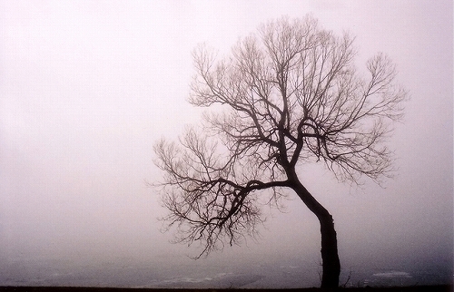 深い霧の中の木のシルエット